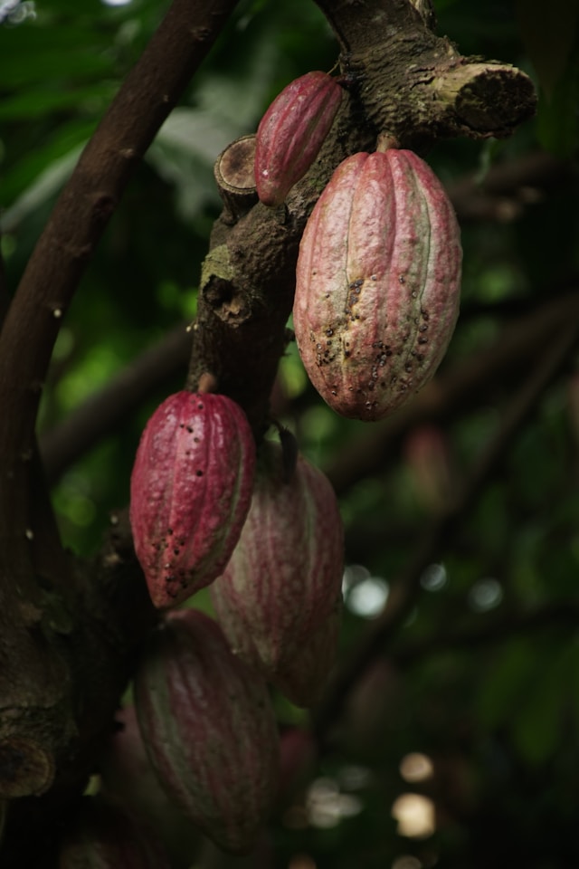 Côte d’Ivoire Advances Sustainable Cocoa Agenda With Strong EU Partnership